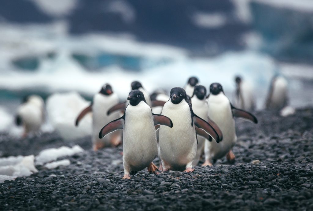 Penguins walking on rocky beach.