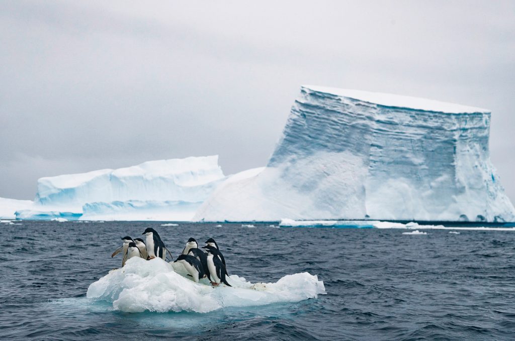 Penguins on an ice floe with tall iceberg in background.