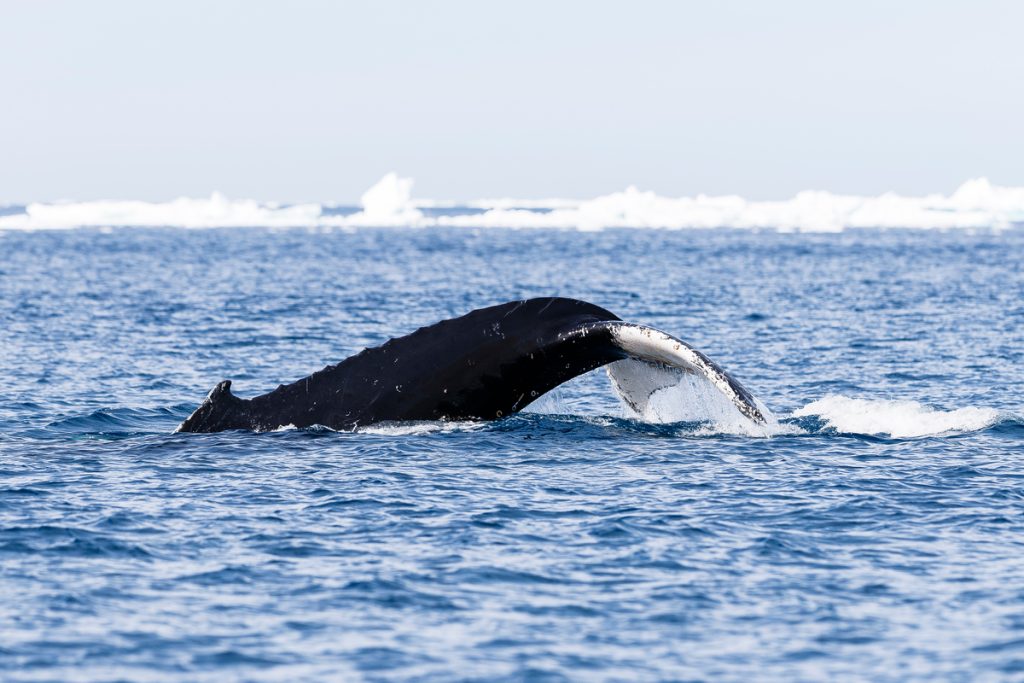 A humpback whale's tale just above water surface.