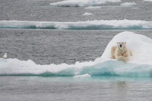A polar bear laying on an ice floe. 