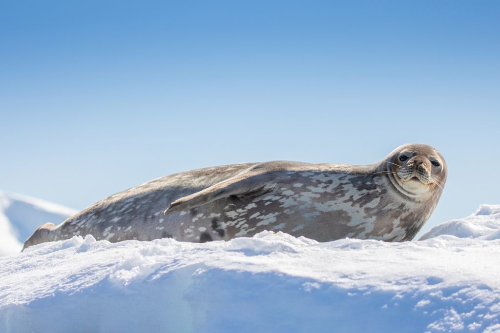 A weddell seal laying on an ice floe.