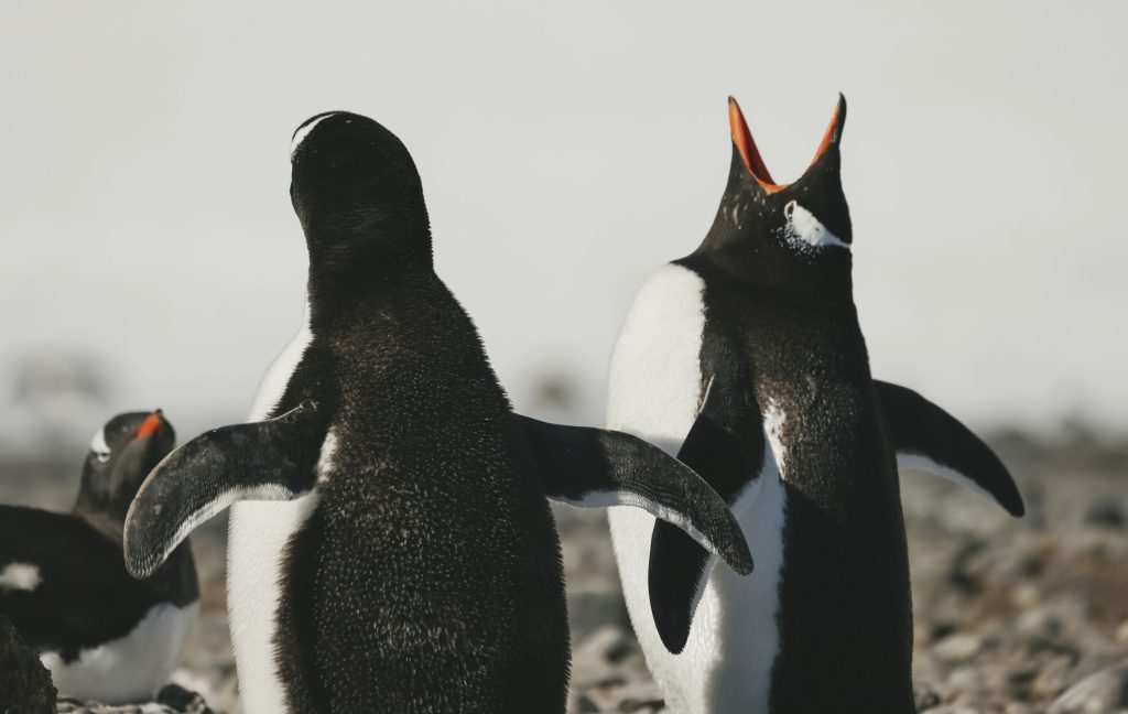 Two gentoo penguins on shore in Antarctica. 