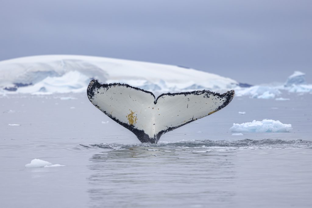 The white fluke of a humpback whale above the water. 