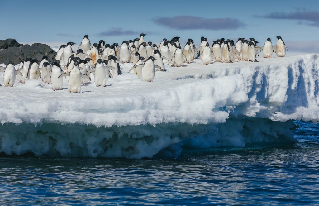 A group of adelie penguins standing on an iceberg. 