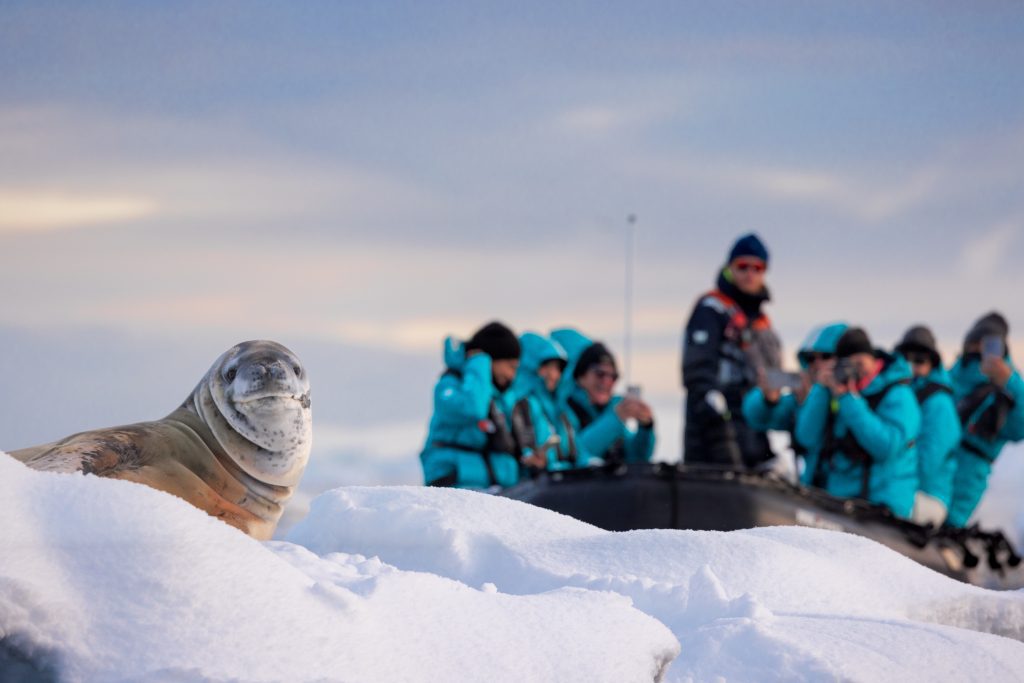 Guests on zodiac watching a seal on an ice floe in Antarctica. 