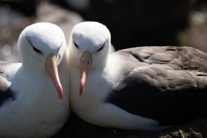 Two black browed albatross. 