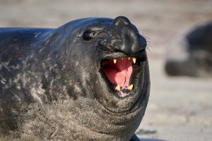 A southern elephant seal with open mouth.