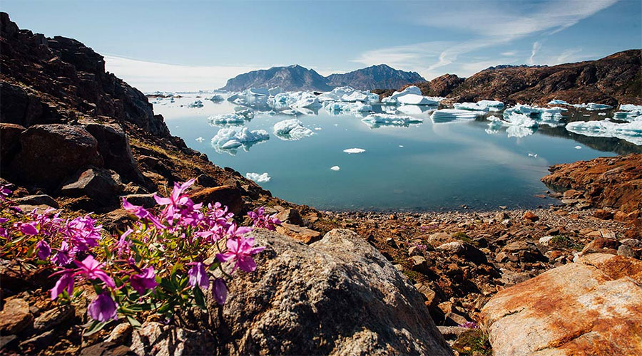 A bay full of icebergs in East Greenland.