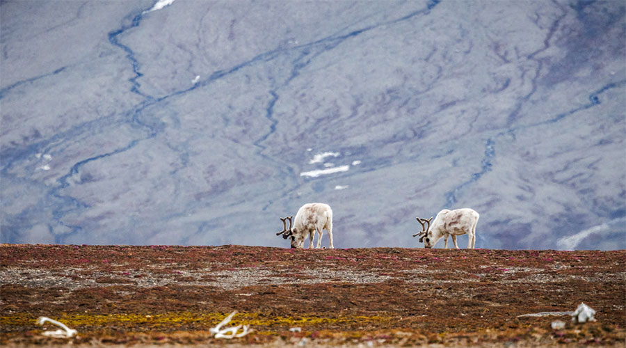 Two reindeer grazing on the tundra in Svalbard.