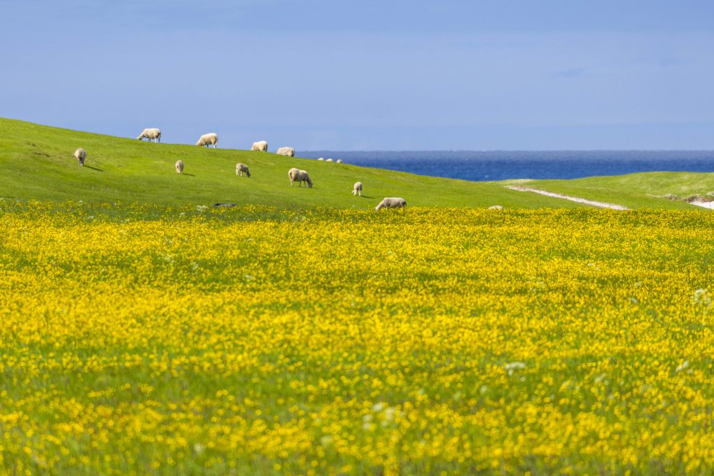 A field of yellow wildflowers.