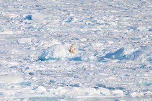A lone polar bear on the pack ice.
